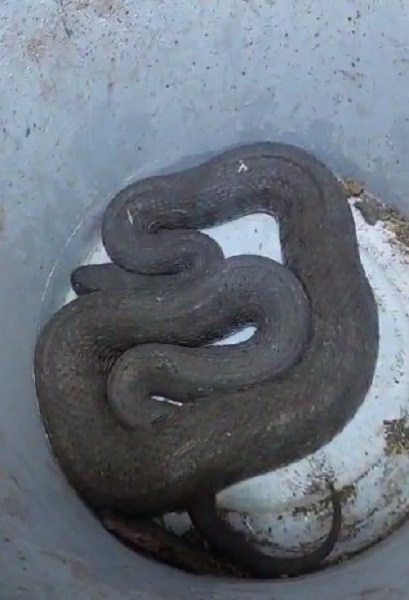 Foto - O ilde görüldü! Türkiye'nin en zehirli yılanı korku yaşattı