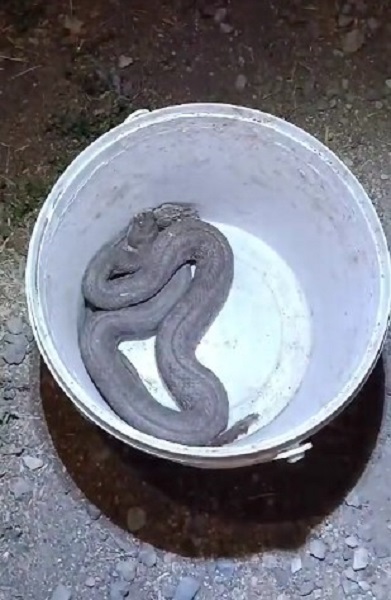 Foto - O ilde görüldü! Türkiye'nin en zehirli yılanı korku yaşattı