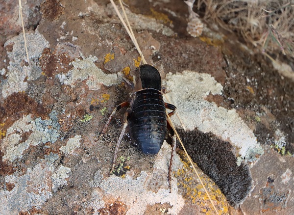 Foto - O ilde tombul çekirge görüldü! 