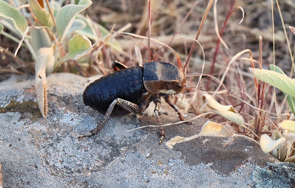 Foto - O ilde tombul çekirge görüldü! 