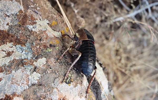 Foto - O ilde tombul çekirge görüldü! 