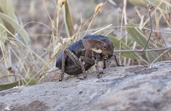 O ilde tombul çekirge görüldü! 