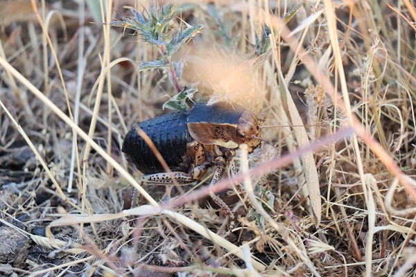Foto - O ilde tombul çekirge görüldü! 