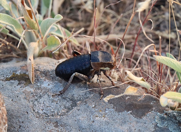 Foto - O ilde tombul çekirge görüldü! 