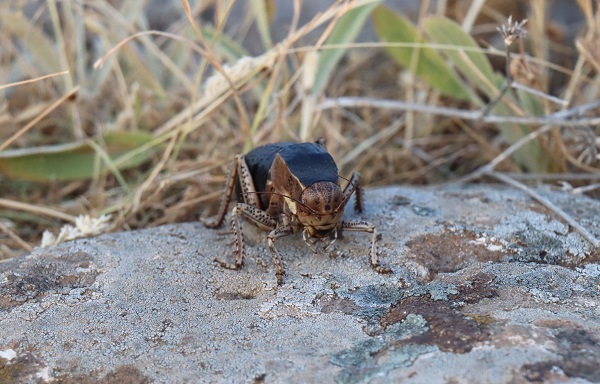 Foto - O ilde tombul çekirge görüldü! 