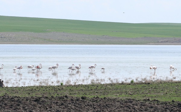 Foto - O ilimiz artık flamingoların yeni durağı