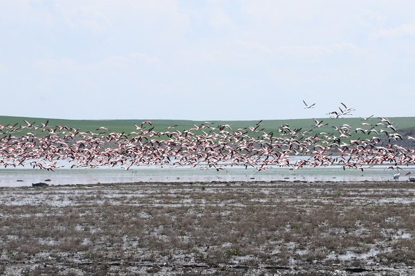 Foto - O ilimiz artık flamingoların yeni durağı