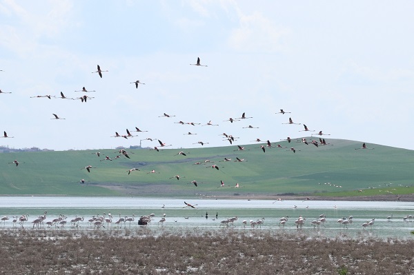 Foto - O ilimiz artık flamingoların yeni durağı
