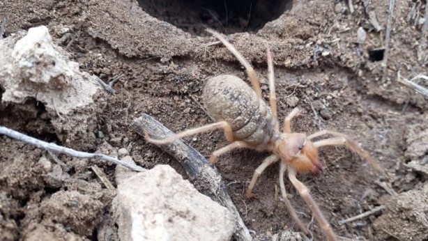 Foto - O ilimiz diken üstünde... Sarıkız kabusu geri döndü