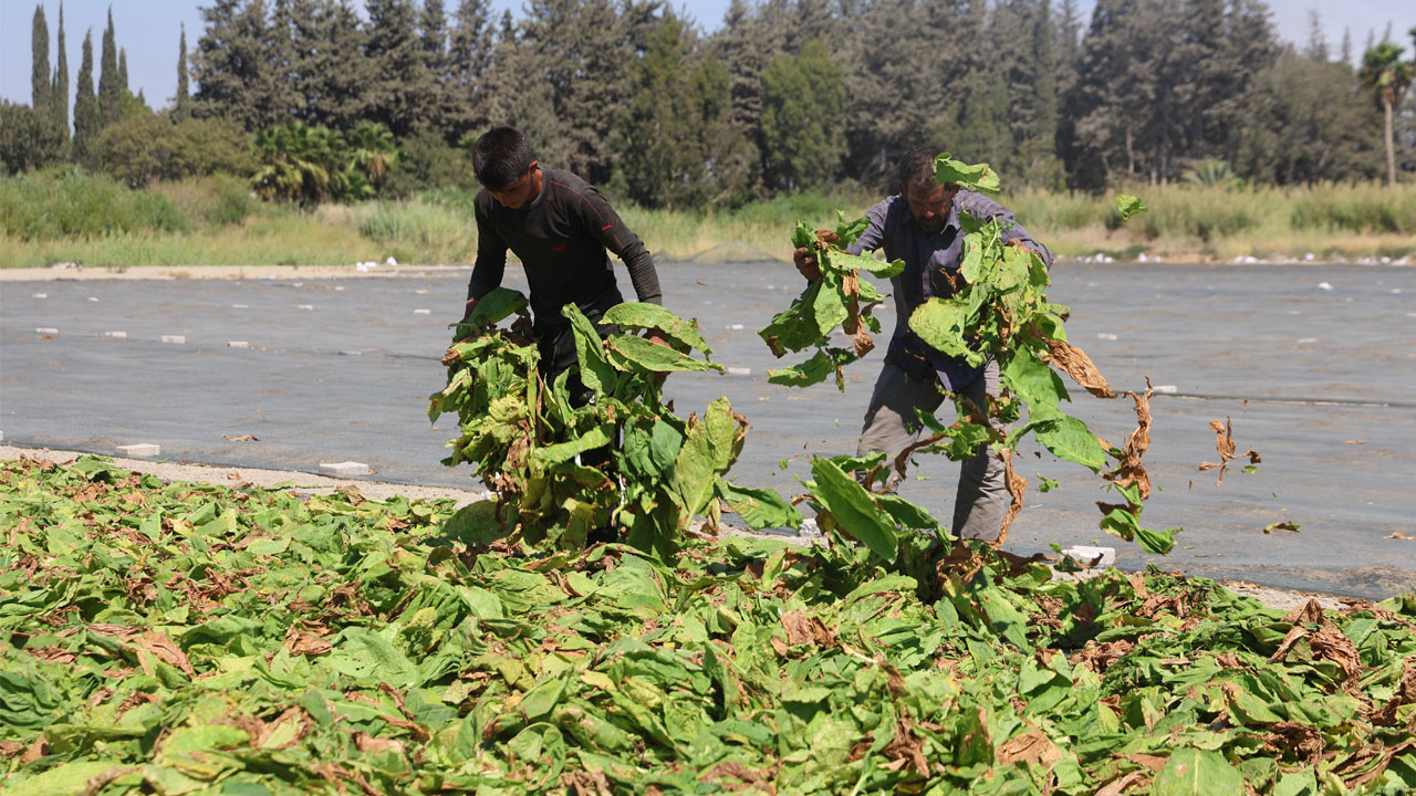 Foto - O ilimiz sarıya büründü! Yakıcı güneşin altında ekmek mücadelesi