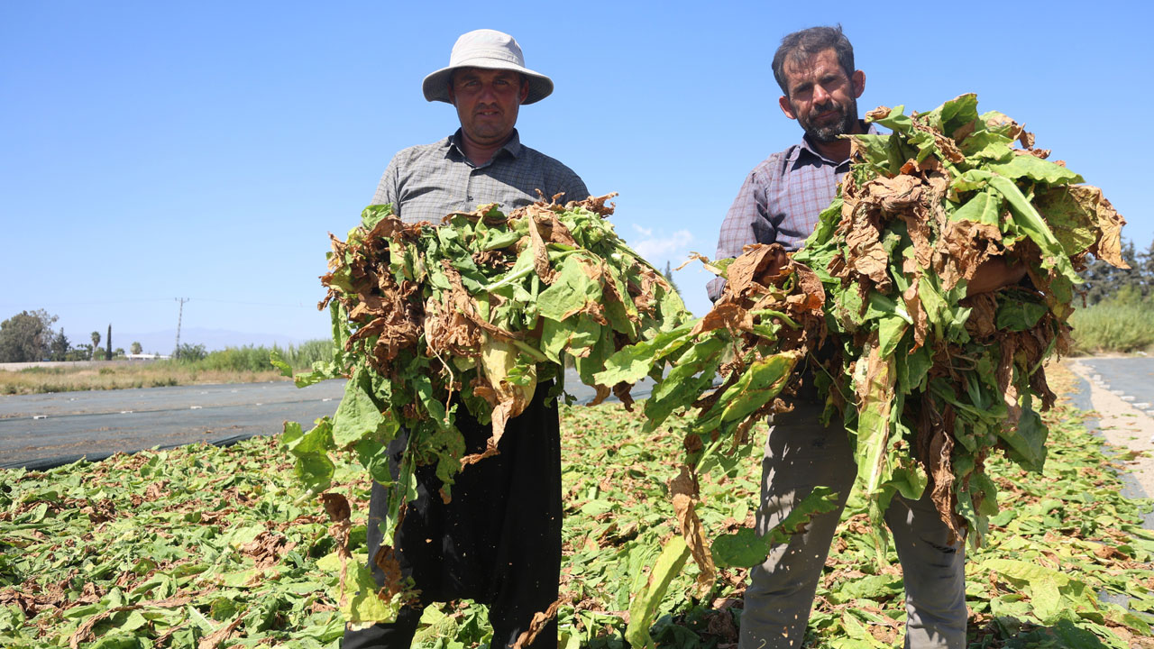 Foto - O ilimiz sarıya büründü! Yakıcı güneşin altında ekmek mücadelesi