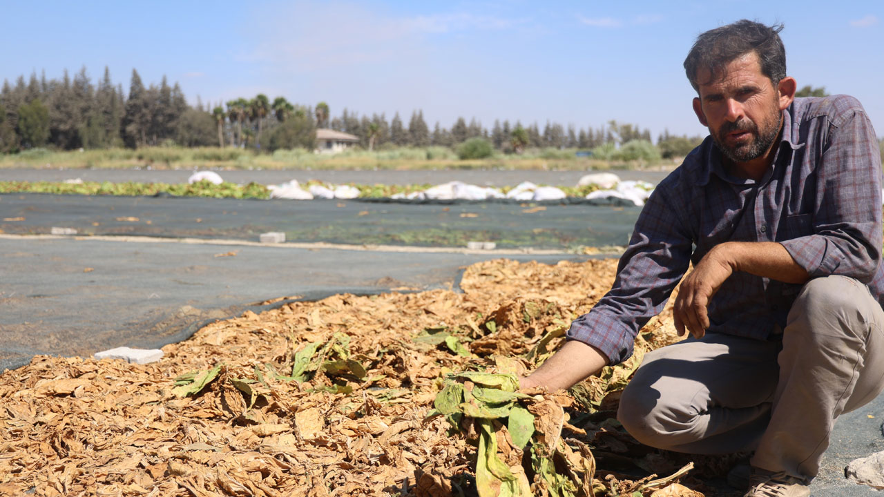 Foto - O ilimiz sarıya büründü! Yakıcı güneşin altında ekmek mücadelesi