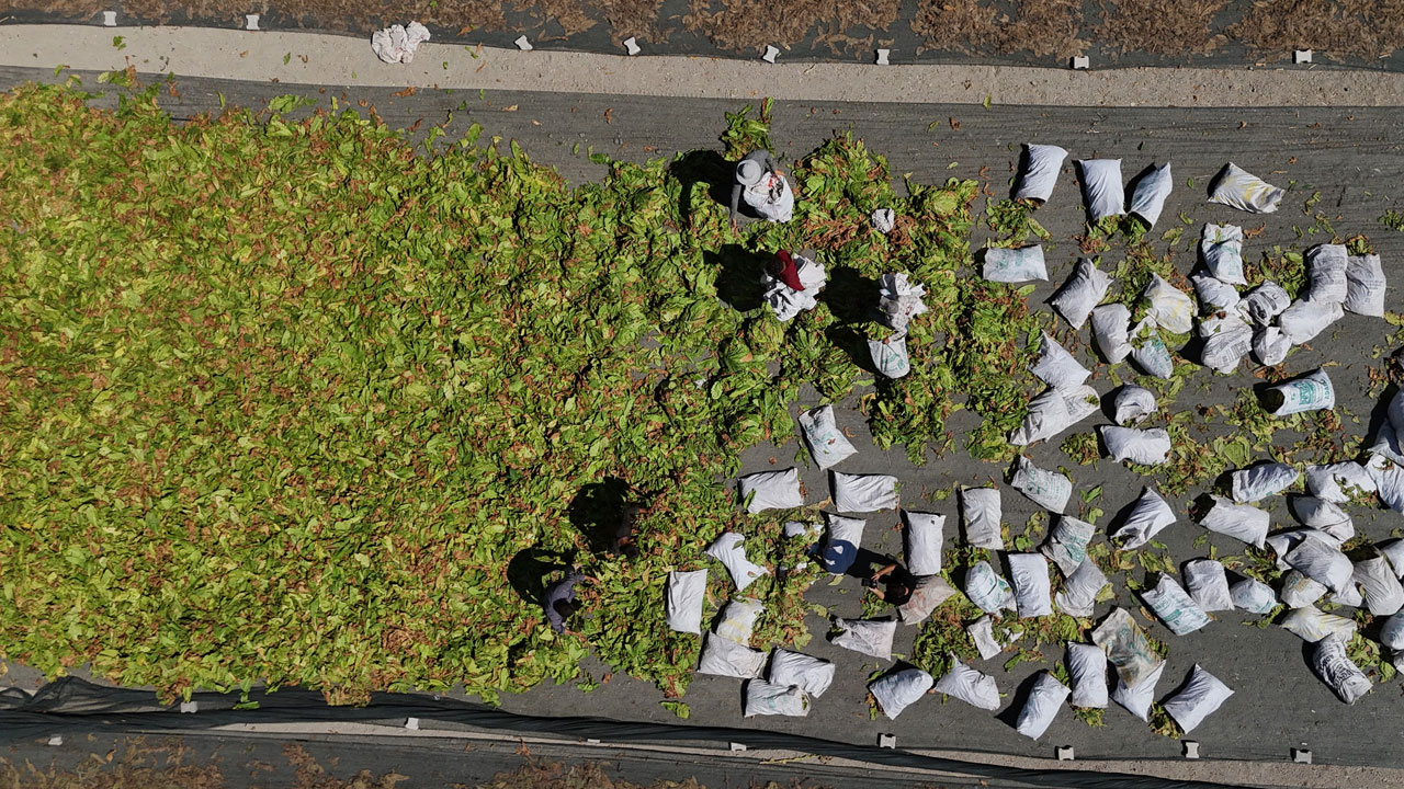 O ilimiz sarıya büründü! Yakıcı güneşin altında ekmek mücadelesi