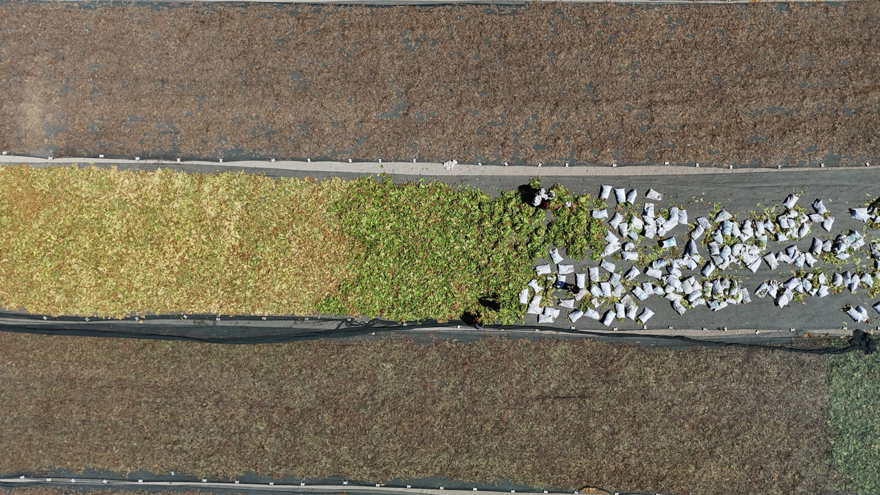 Foto - O ilimiz sarıya büründü! Yakıcı güneşin altında ekmek mücadelesi