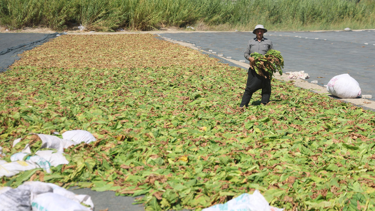 Foto - O ilimiz sarıya büründü! Yakıcı güneşin altında ekmek mücadelesi