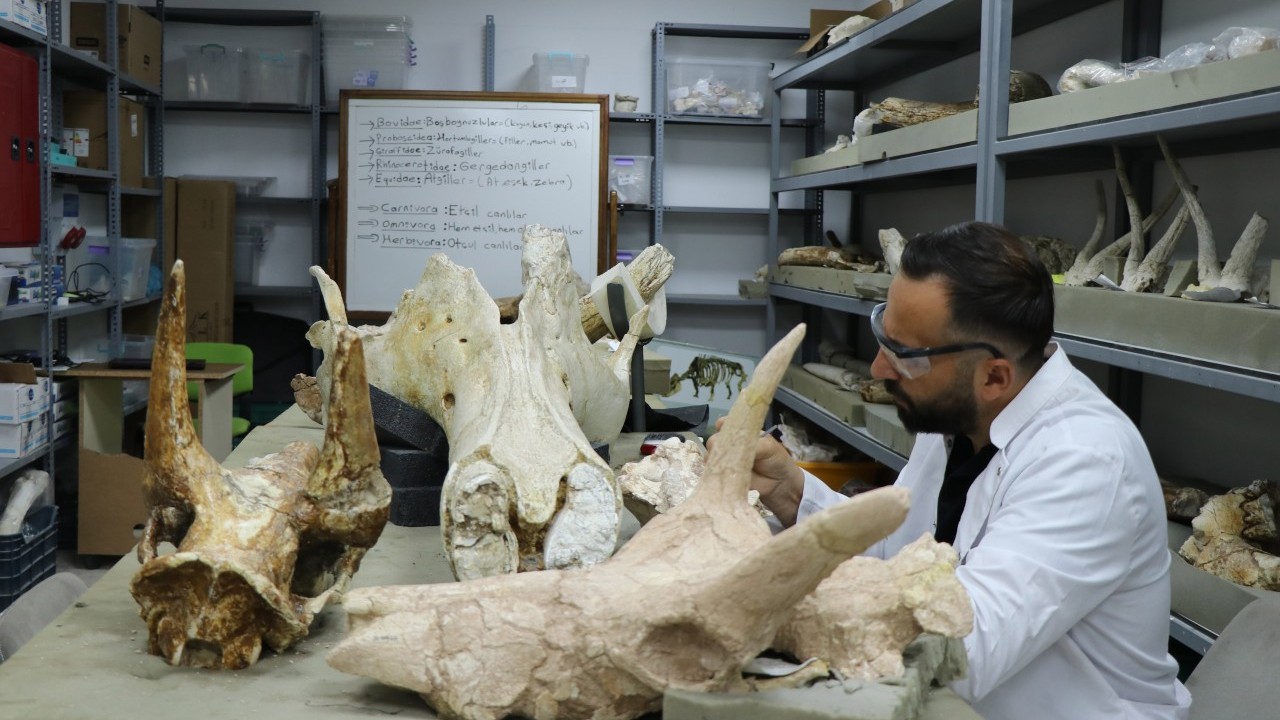 Foto - O ilimizde 7,7 milyon yıllık 3 fil kafatası bulundu! 