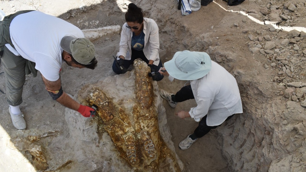 O ilimizde 7,7 milyon yıllık 3 fil kafatası bulundu! 