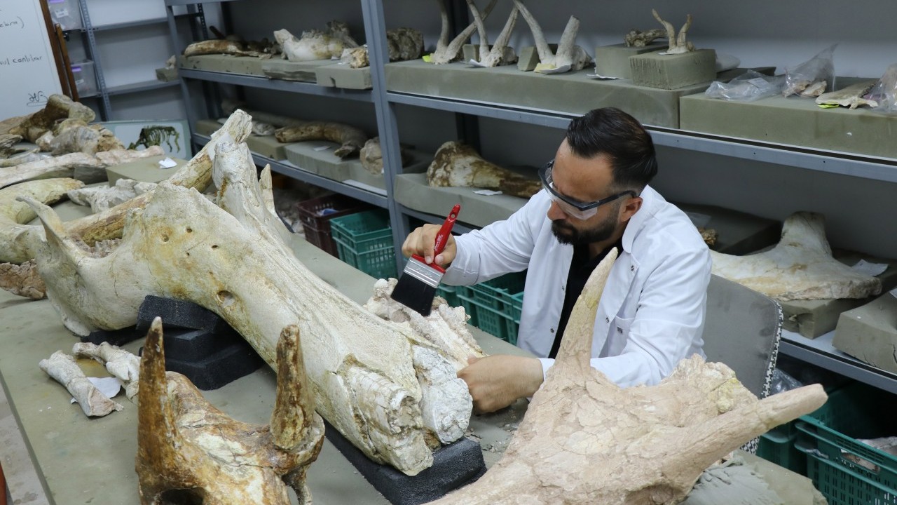 Foto - O ilimizde 7,7 milyon yıllık 3 fil kafatası bulundu! 