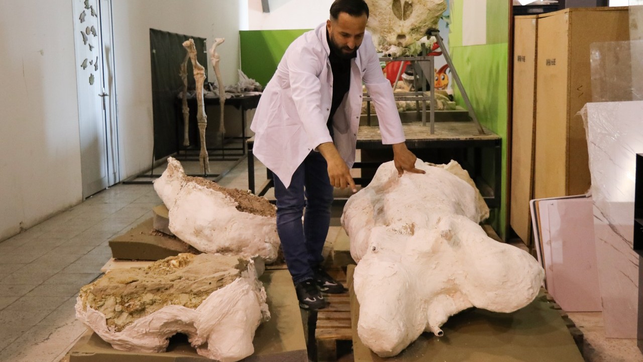 Foto - O ilimizde 7,7 milyon yıllık 3 fil kafatası bulundu! 