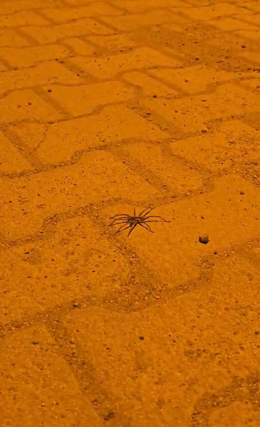 Foto - O ilimizde 8 bacaklı böcek görüntülendi