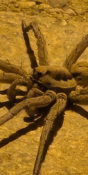 Foto - O ilimizde 8 bacaklı böcek görüntülendi