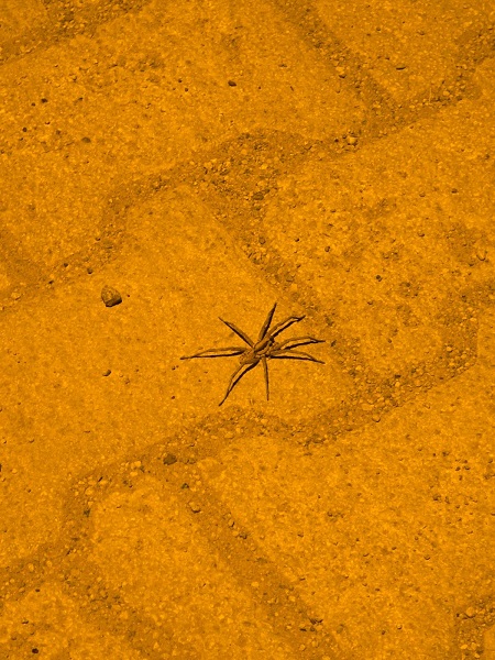 Foto - O ilimizde 8 bacaklı böcek görüntülendi