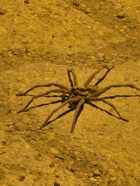 Foto - O ilimizde 8 bacaklı böcek görüntülendi