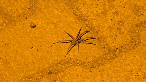 Foto - O ilimizde 8 bacaklı böcek görüntülendi