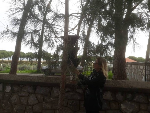 Foto - O ilimizde ağaçlara yerleştirilen cisimler endişelendirdi! Meğer önüne çıkan her şeyi yıkıp geçiyormuş