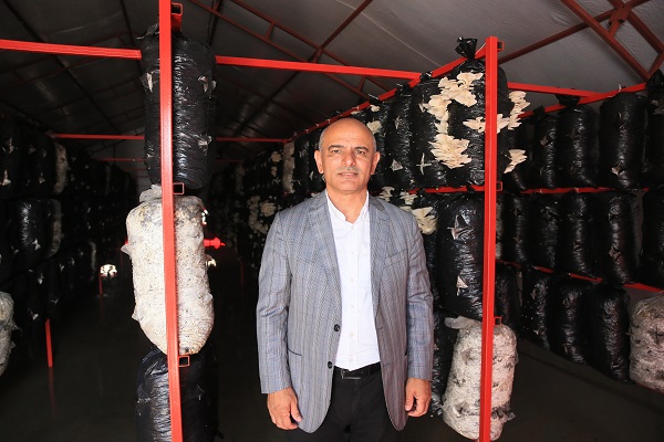 Foto - O ilimizde bakın nasıl mantar yetiştiriliyor