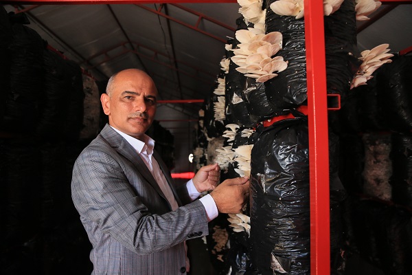 Foto - O ilimizde bakın nasıl mantar yetiştiriliyor