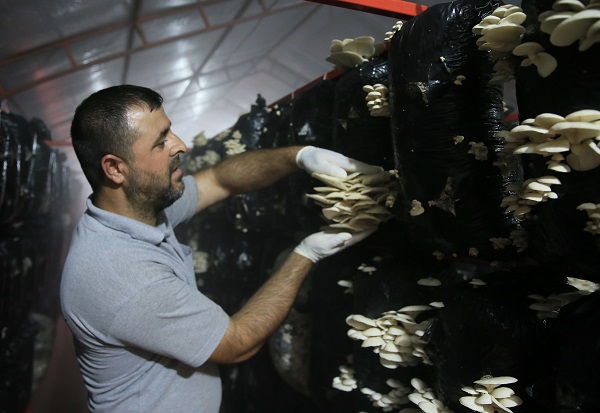 Foto - O ilimizde bakın nasıl mantar yetiştiriliyor