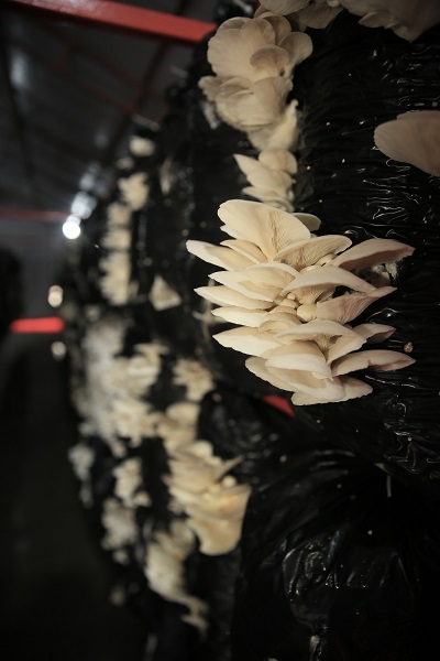 Foto - O ilimizde bakın nasıl mantar yetiştiriliyor