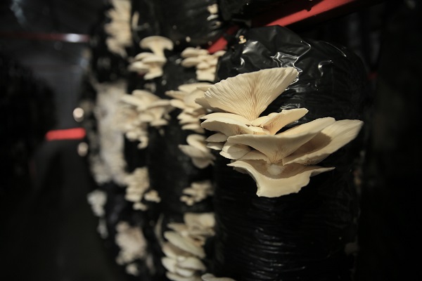 Foto - O ilimizde bakın nasıl mantar yetiştiriliyor