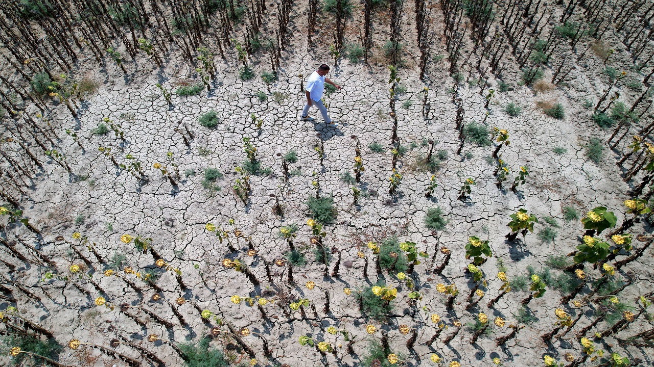 O ilimizde bu sene çiftçinin yüzü gülmedi