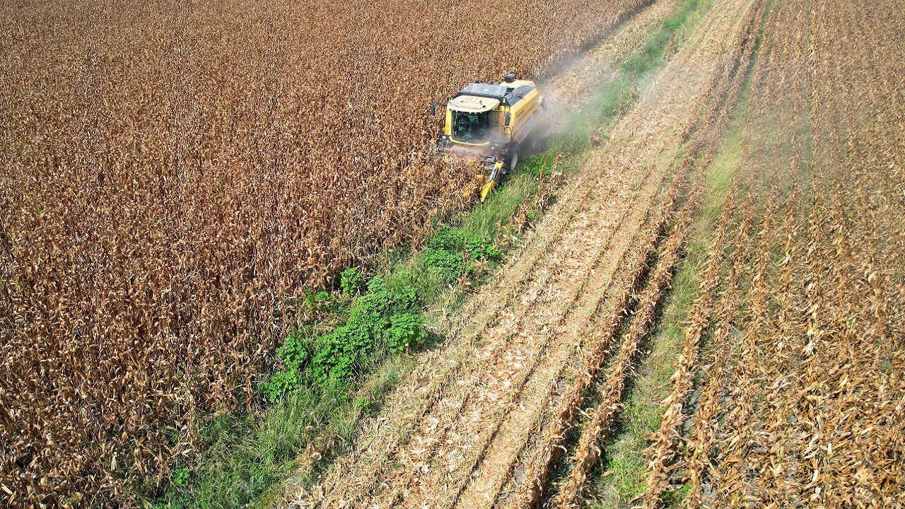 Foto - O ilimizde bu sene çiftçinin yüzü gülmedi