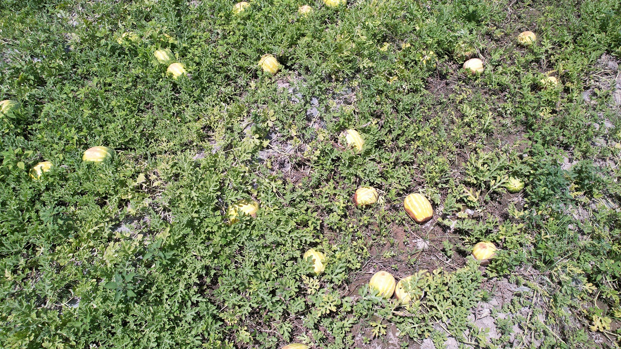 Foto - O ilimizde bu sene çiftçinin yüzü gülmedi