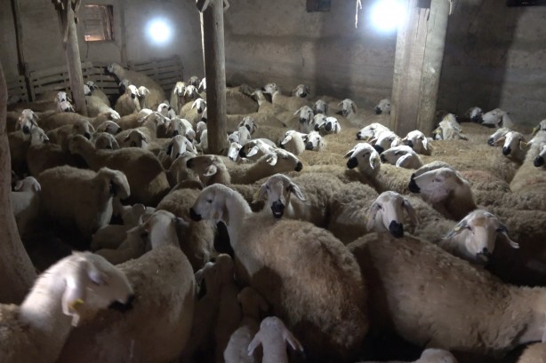 Foto - O ilimizde 'çiçek' alarmı: Hayvanlar telef oldu