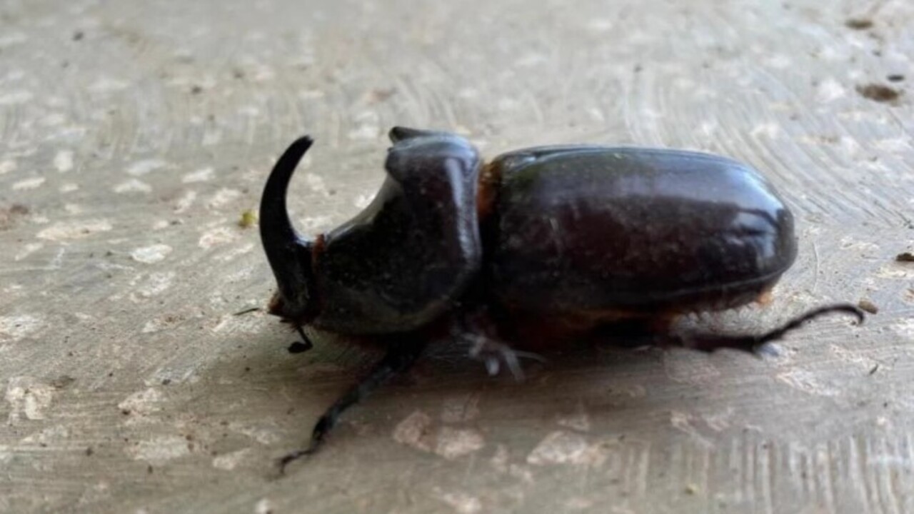 Foto - O ilimizde görüldü! İşte dünyanın en güçlü böceği