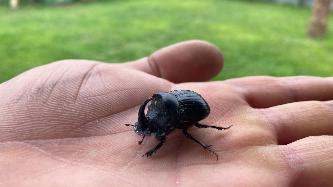 O ilimizde görüldü! İşte dünyanın en güçlü böceği