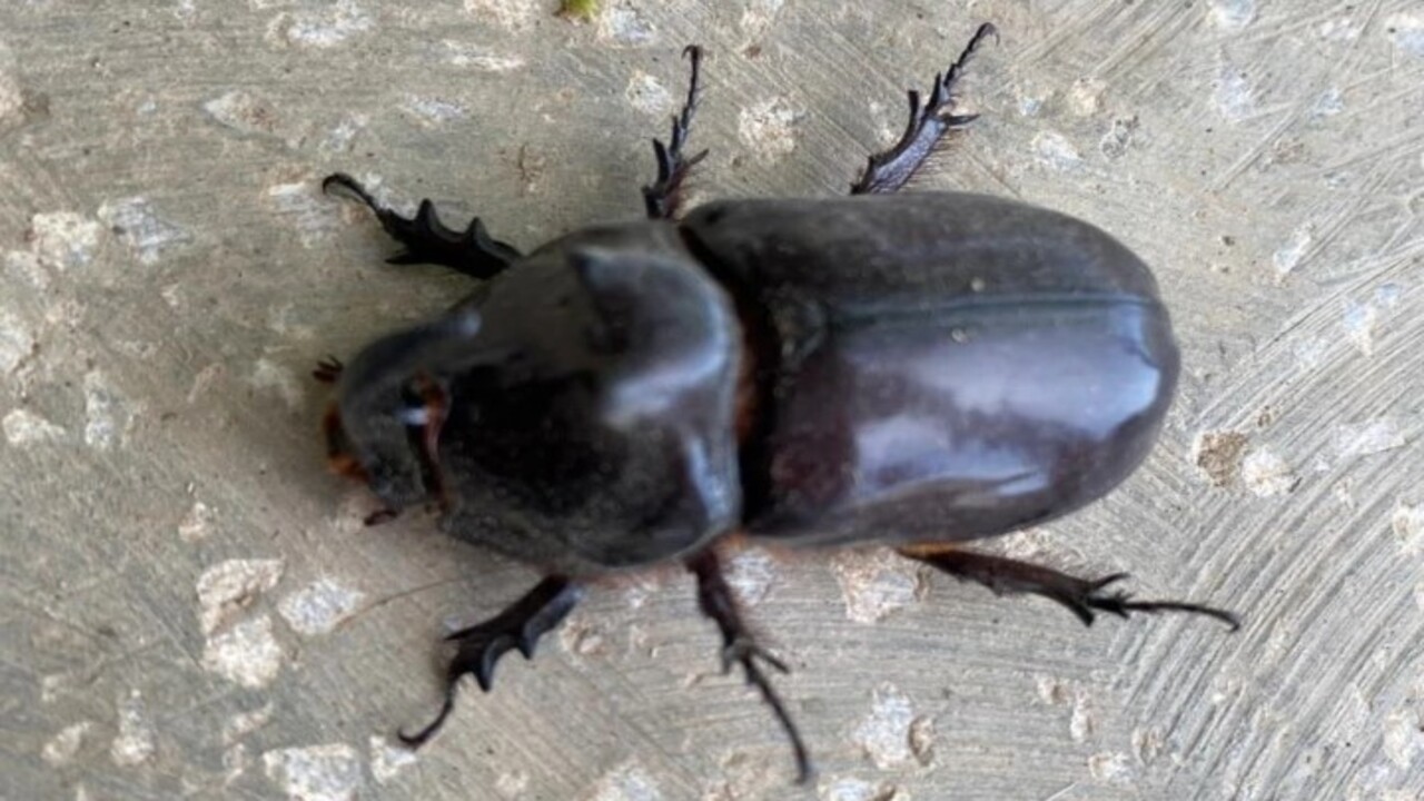 Foto - O ilimizde görüldü! İşte dünyanın en güçlü böceği