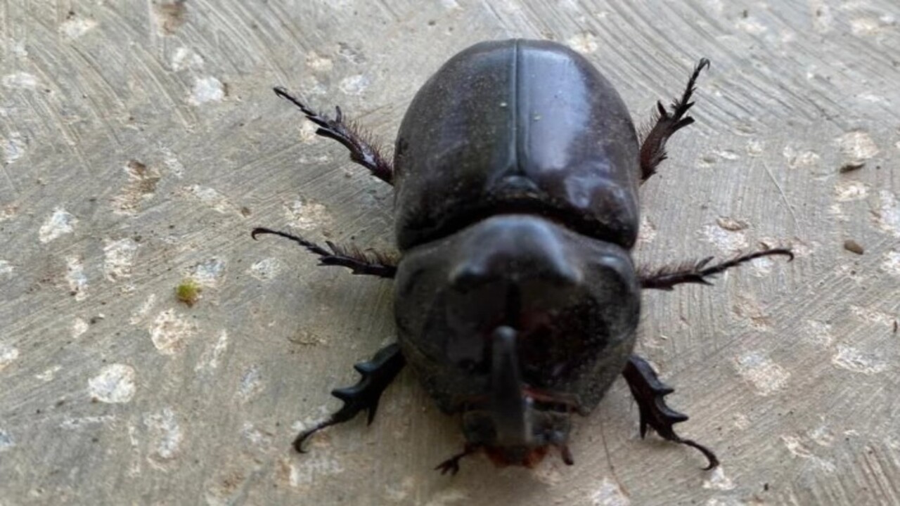 Foto - O ilimizde görüldü! İşte dünyanın en güçlü böceği