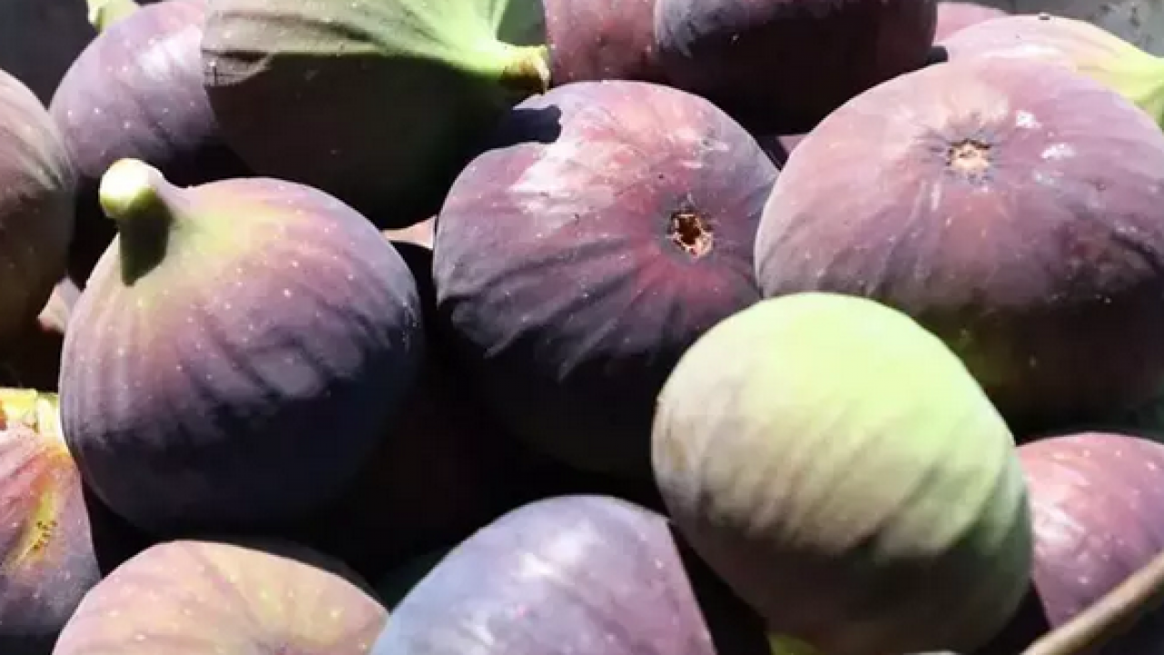 Foto - O ilimizde hasadı başladı! Tek tek elle toplanıyor: Zeytinliklerin arasından çıkan tatlı lezzet: Şifa kaynağı