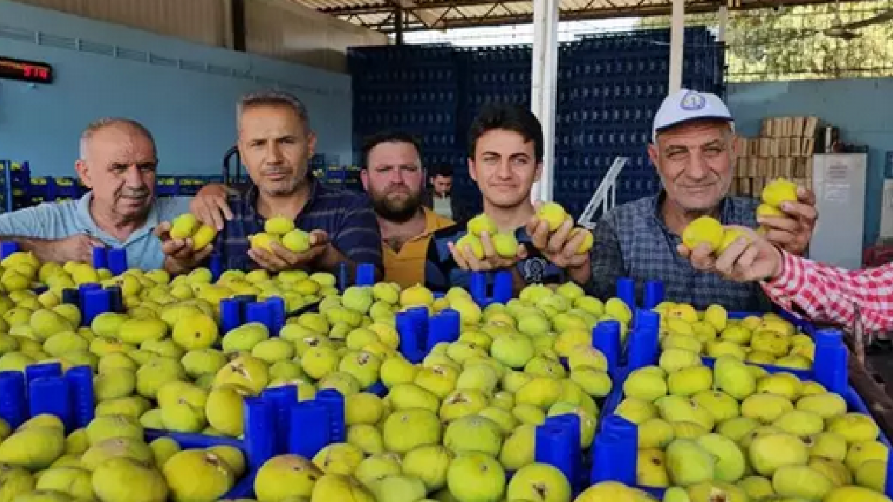 Foto - O ilimizde hasadı başladı! Tek tek elle toplanıyor: Zeytinliklerin arasından çıkan tatlı lezzet: Şifa kaynağı