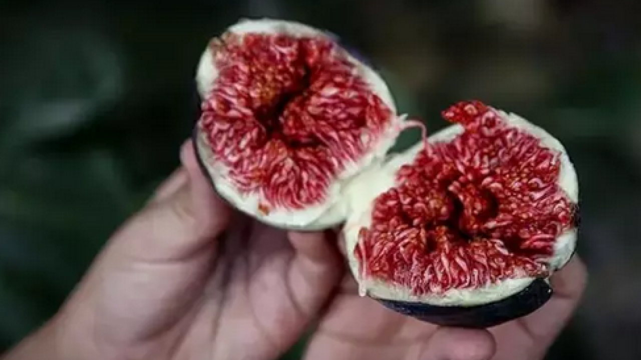 Foto - O ilimizde hasadı başladı! Tek tek elle toplanıyor: Zeytinliklerin arasından çıkan tatlı lezzet: Şifa kaynağı