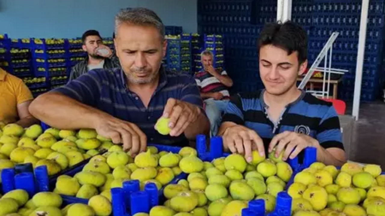 Foto - O ilimizde hasadı başladı! Tek tek elle toplanıyor: Zeytinliklerin arasından çıkan tatlı lezzet: Şifa kaynağı