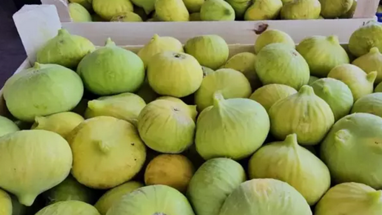 Foto - O ilimizde hasadı başladı! Tek tek elle toplanıyor: Zeytinliklerin arasından çıkan tatlı lezzet: Şifa kaynağı