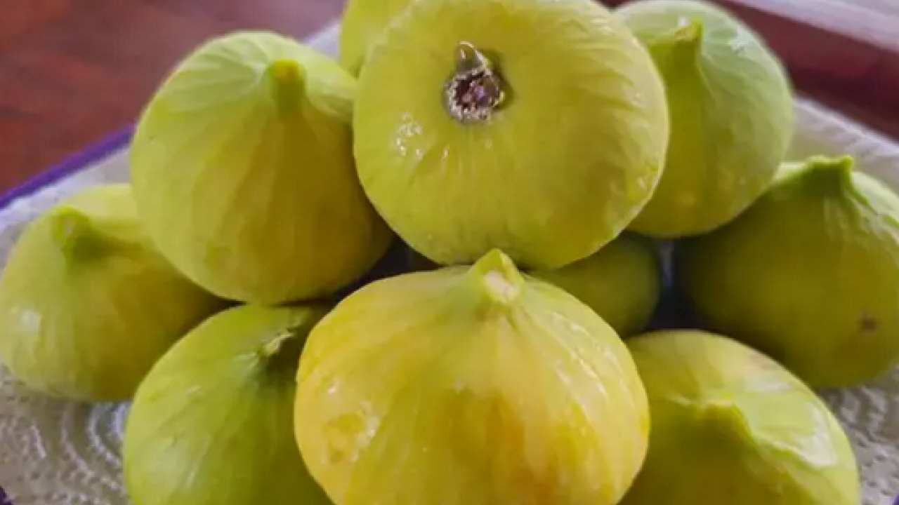 Foto - O ilimizde hasadı başladı! Tek tek elle toplanıyor: Zeytinliklerin arasından çıkan tatlı lezzet: Şifa kaynağı