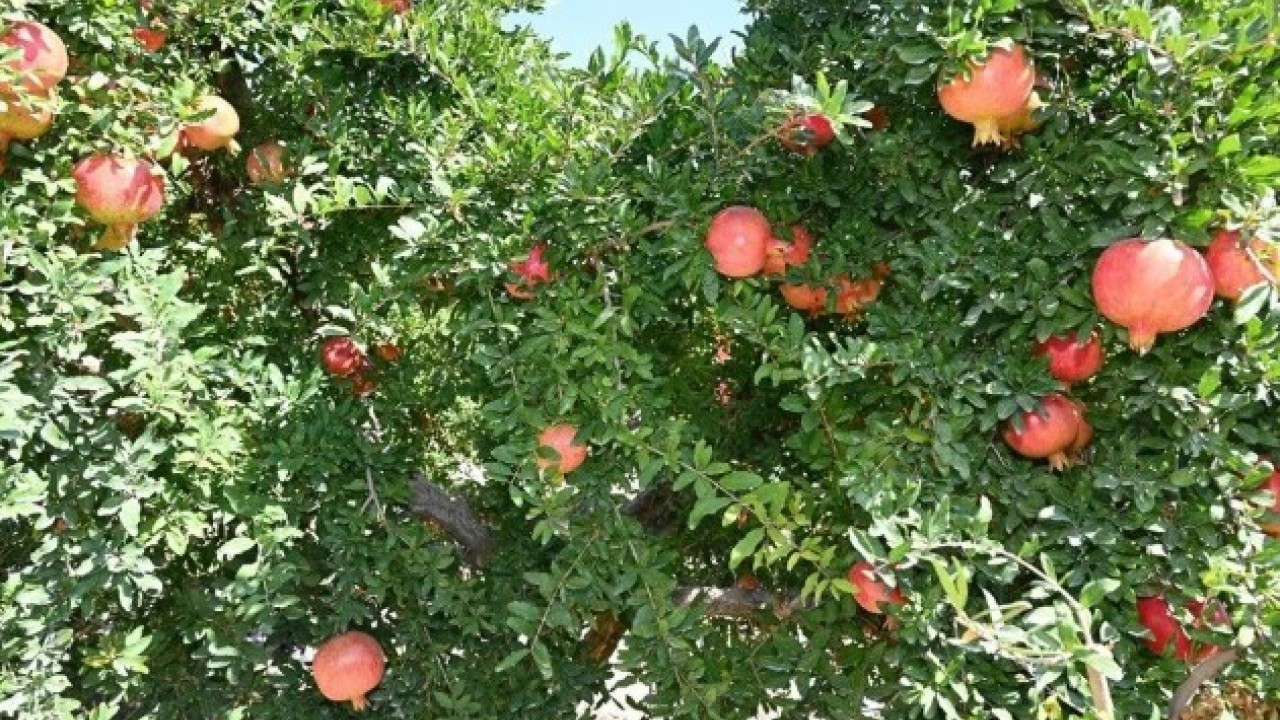 Foto - O ilimizde hasadı başladı! Türkiye'de üretimde 5. sırada