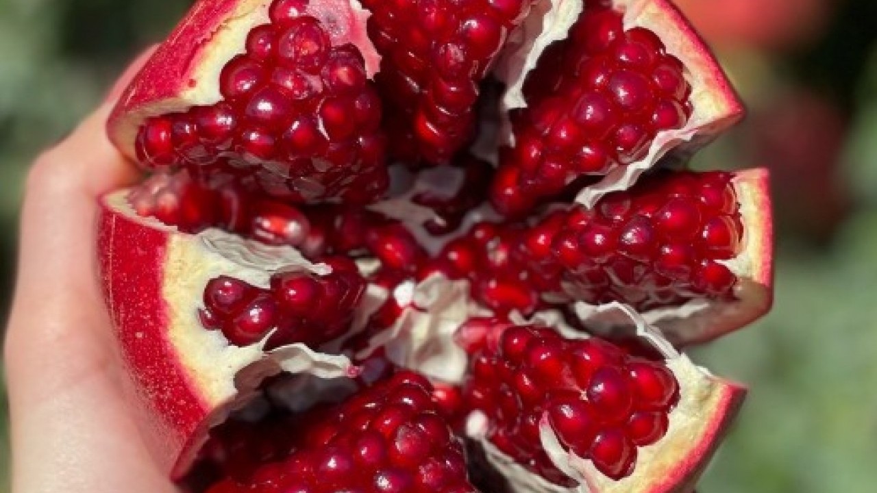 O ilimizde hasadı başladı! Türkiye'de üretimde 5. sırada